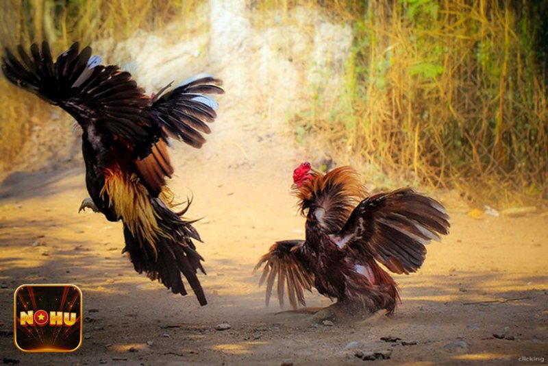 Đá gà NoHu - Philippines: Kỹ thuật đa dạng Đá gà NoHu - Philippines: Kỹ thuật đa dạng